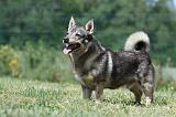 VASGOTASPETS 042